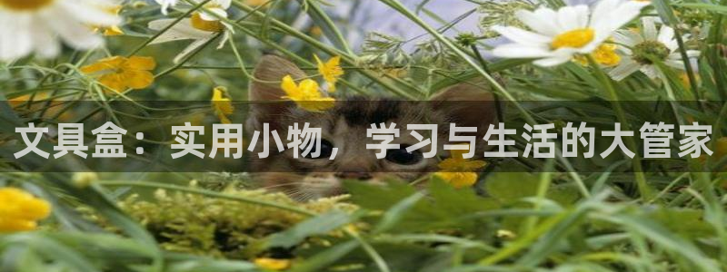 九游會(huì)強(qiáng)烈：文具盒：實(shí)用小物，學(xué)習(xí)與生活